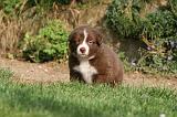 BORDER COLLIE 1269